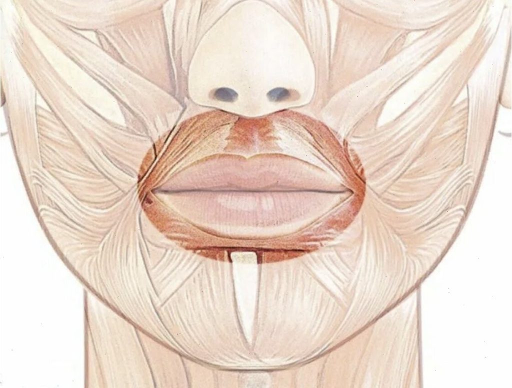 Reason #1: Muscle Overstrain Around the Mouth (Hypertonicity)